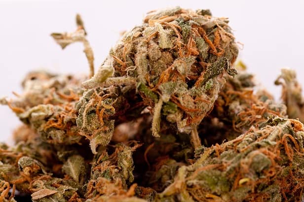 Close up Dried Cannabis or Marijuana Leaves Used for Psychoactive Drug or Medicine on Top of the Table